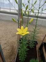 [4001 Yellow Cocotte No201.JPG]